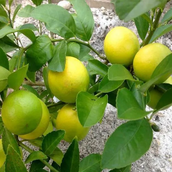 Lemon_Plant_(Hybrid,_Pack_of_1)