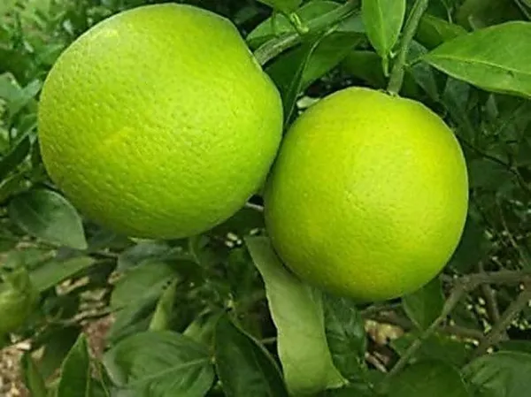 Lemon_Plant_(Hybrid,_Pack_of_1)
