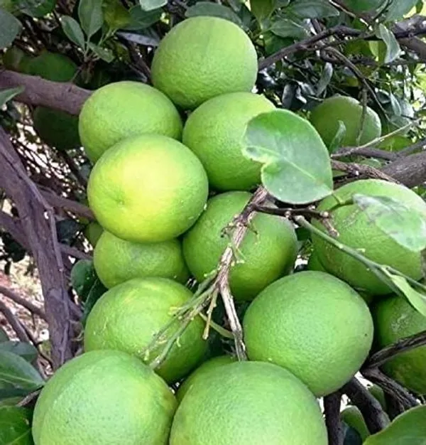 Lemon_Plant_(Hybrid,_Pack_of_1)