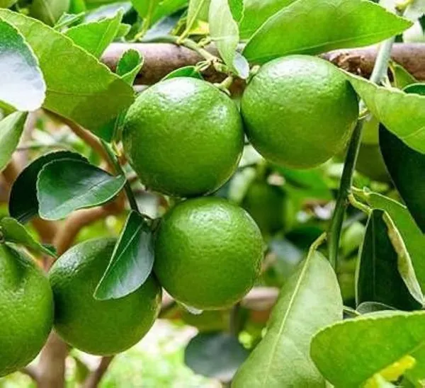 Lemon_Plant_(Hybrid,_Pack_of_1)