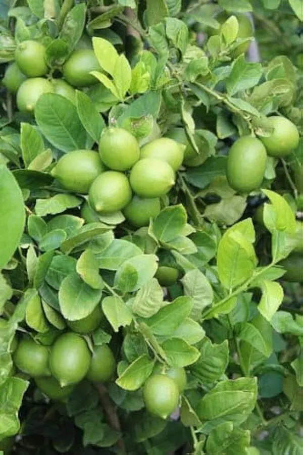 Lemon_Plant_(Hybrid,_Pack_of_1)