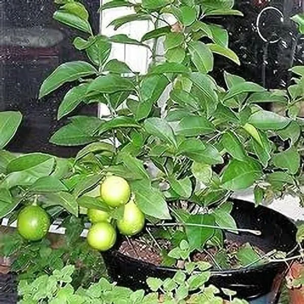 Lemon_Plant_(Hybrid,_Pack_of_1)