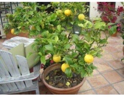Lemon_Plant_(Hybrid,_Pack_of_1)