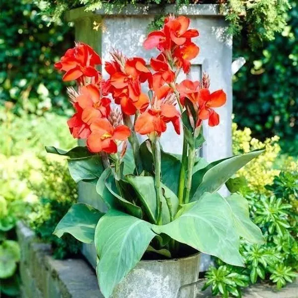 Canna_Lily_Plant_(Hybrid,_Pack_of_1)