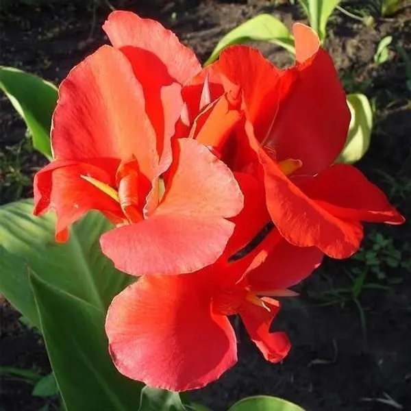 Canna_Lily_Plant_(Hybrid,_Pack_of_1)