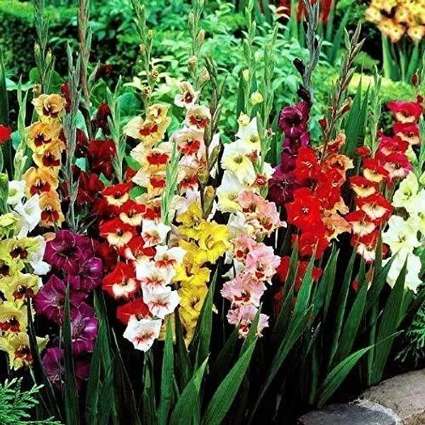Lily_Plant_(Hybrid,_Pack_of_1)