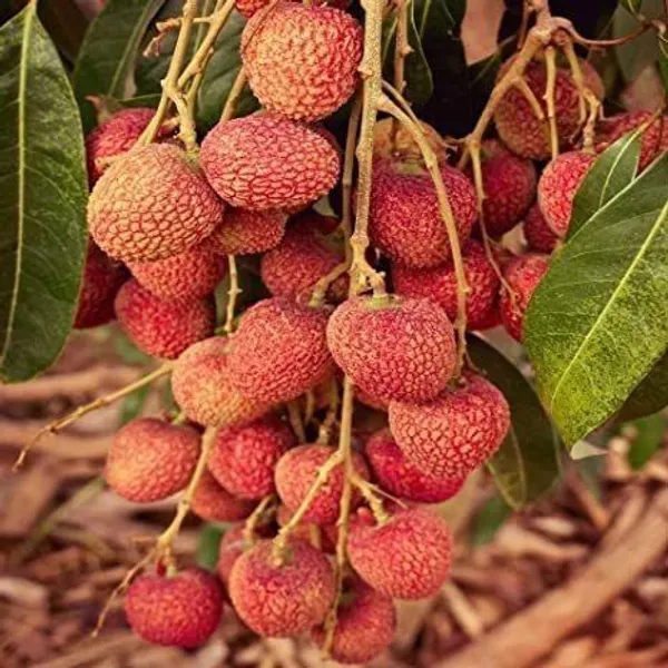 Litchi_Plant_(Hybrid,_Pack_of_1)