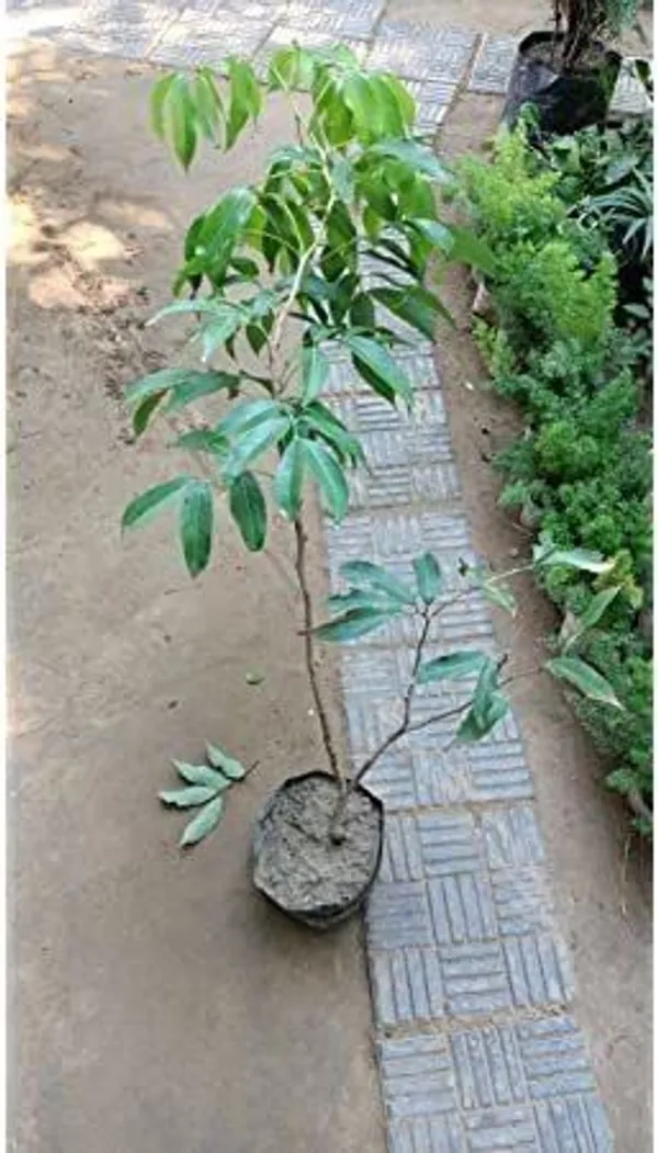 Litchi_Plant_(Hybrid,_Pack_of_1)