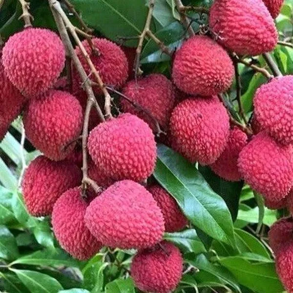 Litchi_Plant_(Hybrid,_Pack_of_1)