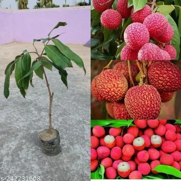Litchi_Plant_(Hybrid,_Pack_of_1)