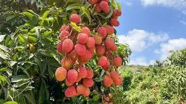Litchi_Plant_(Hybrid,_Pack_of_1)