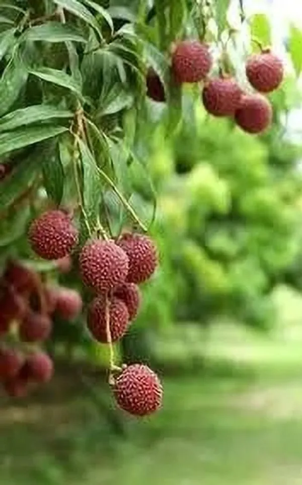 Litchi_Plant_(Hybrid,_Pack_of_1)