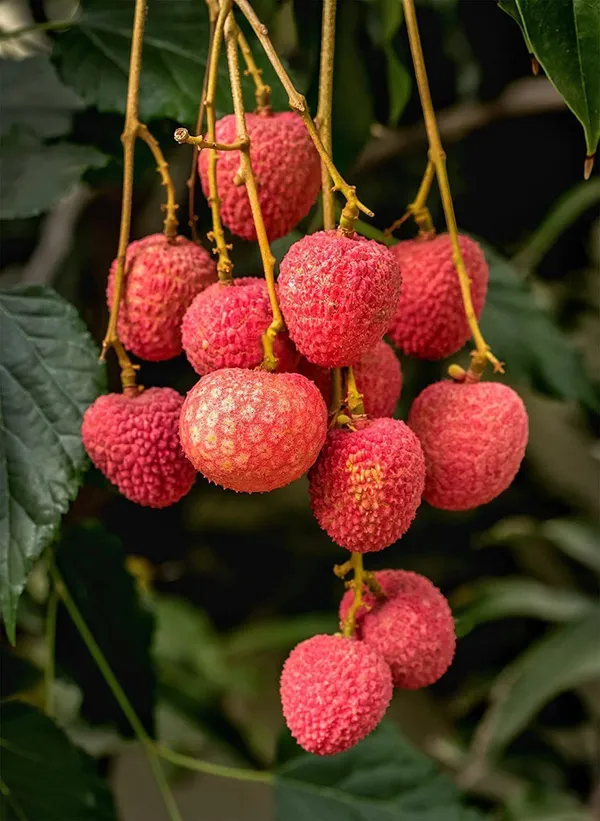 Litchi_Plant_(Hybrid,_Pack_of_1)
