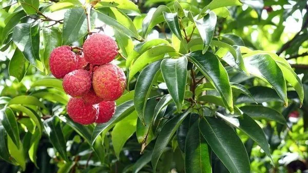 Litchi_Plant_(Hybrid,_Pack_of_1)