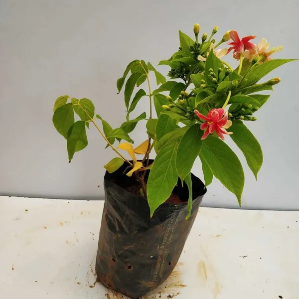 Madhumalti/Rangoon_Creeper_(Hybrid,_Pack_of_1)