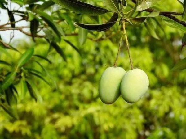 Mango_Plant_(Hybrid,_Pack_of_1)
