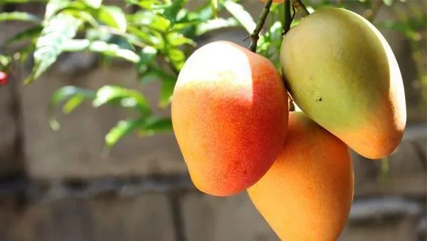 Mango_Plant_(Hybrid,_Pack_of_1)