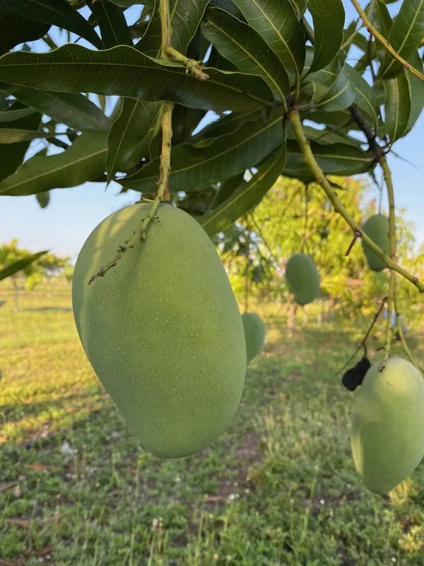Mango_Plant_(Hybrid,_Pack_of_1)