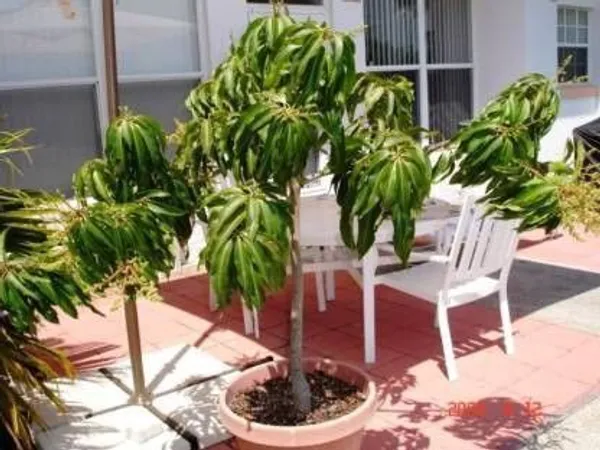 Mango_Plant_(Hybrid,_Pack_of_1)