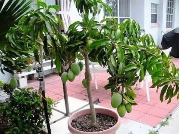 Mango_Plant_(Hybrid,_Pack_of_1)