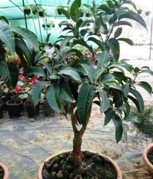 Mango_Plant_(Hybrid,_Pack_of_1)