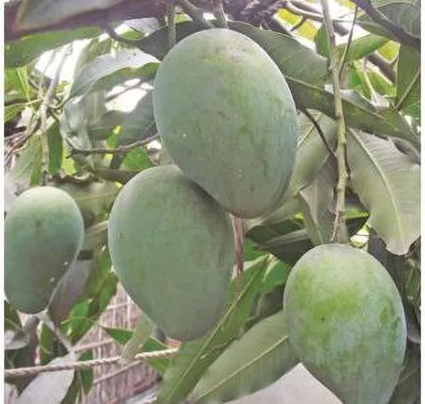 Jade_Plant_(Hybrid,_Pack_of_1)