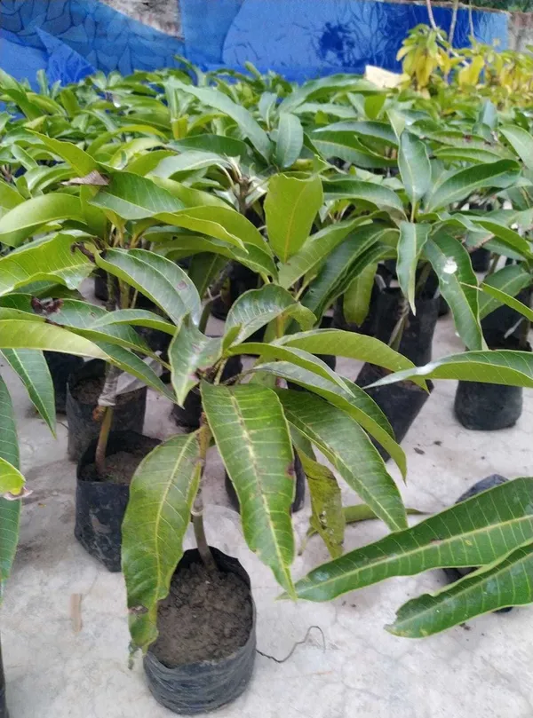 Mango_Plant_(Hybrid,_Pack_of_1)