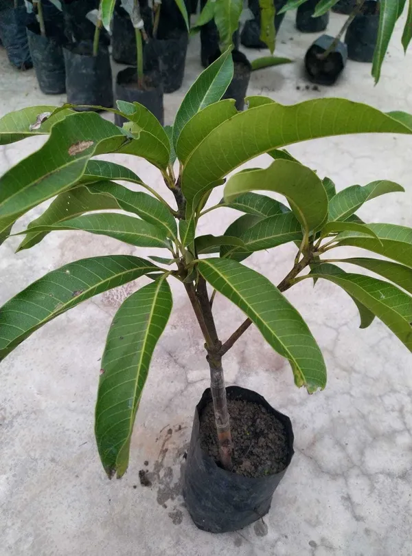 Mango_Plant_(Hybrid,_Pack_of_1)