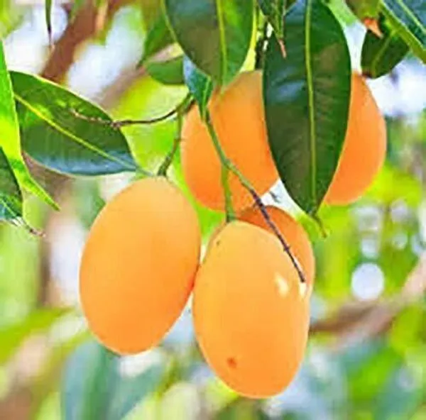 Mango_Plant_(Hybrid,_Pack_of_1)