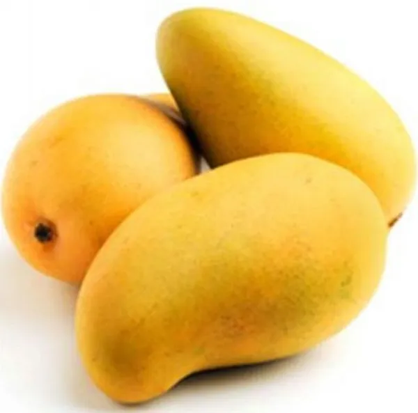 Mango_Plant_(Hybrid,_Pack_of_1)