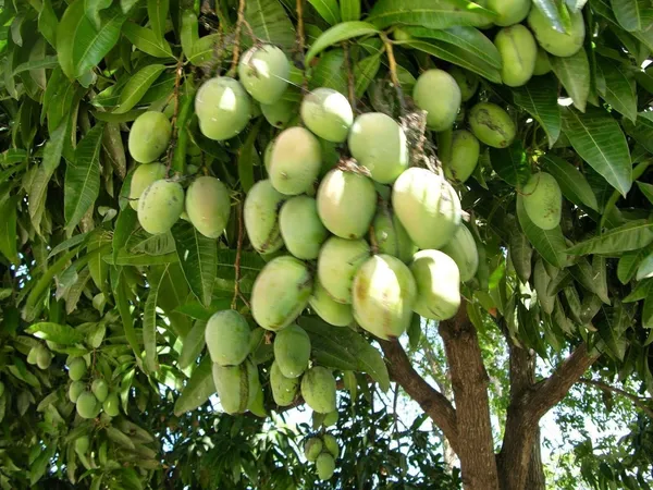 Mango_Plant_(Hybrid,_Pack_of_1)