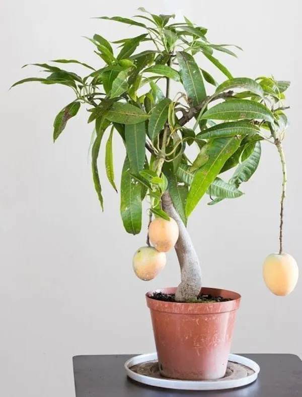 Mango_Plant_(Hybrid,_Pack_of_1)