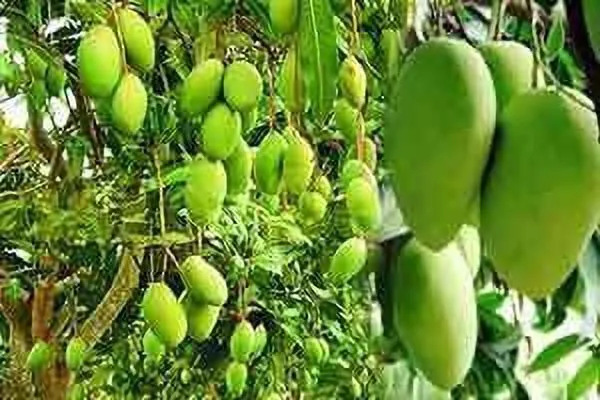 Mango_Plant_(Hybrid,_Pack_of_1)