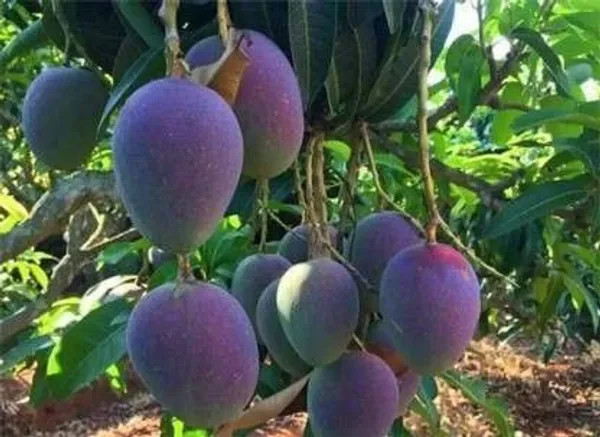 Mango_Plant_(Hybrid,_Pack_of_1)