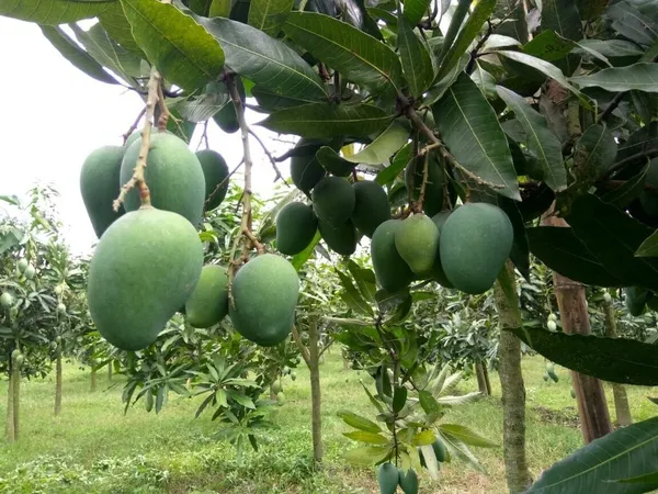 Mango_Plant_(Hybrid,_Pack_of_1)