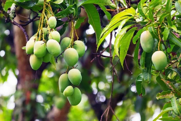 Mango_Plant_(Hybrid,_Pack_of_1)