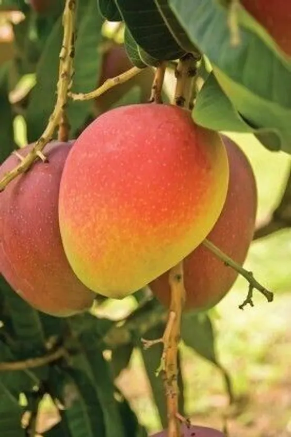 Mango_Plant_(Hybrid,_Pack_of_1)