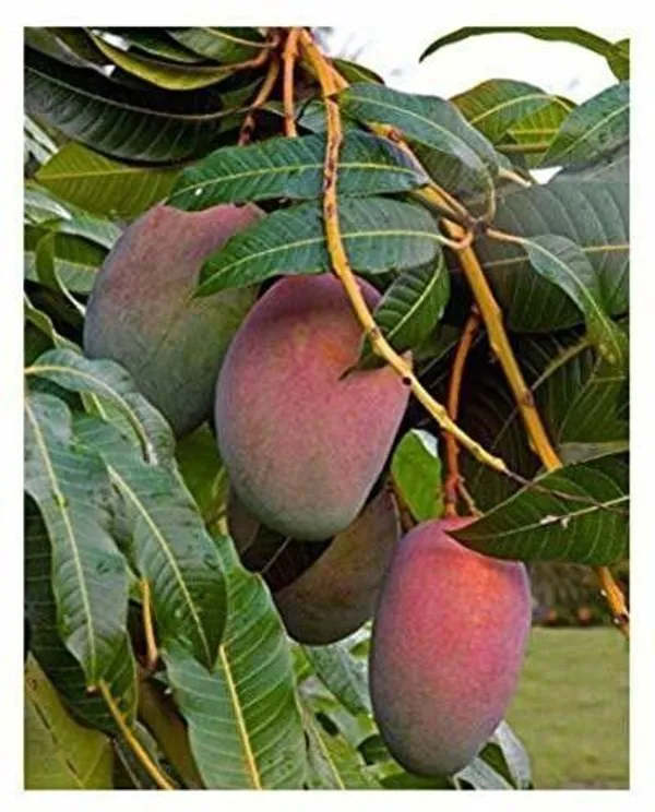 Mango_Plant_(Hybrid,_Pack_of_1)
