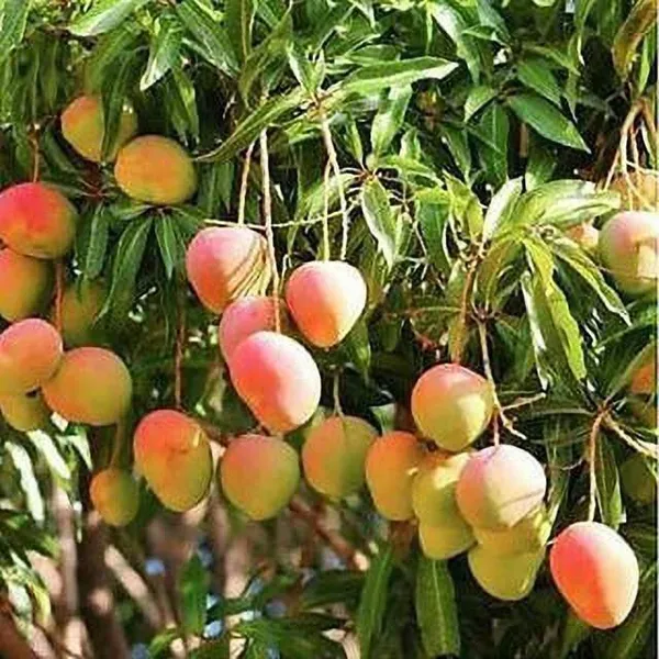 Mango_Plant_(Hybrid,_Pack_of_1)