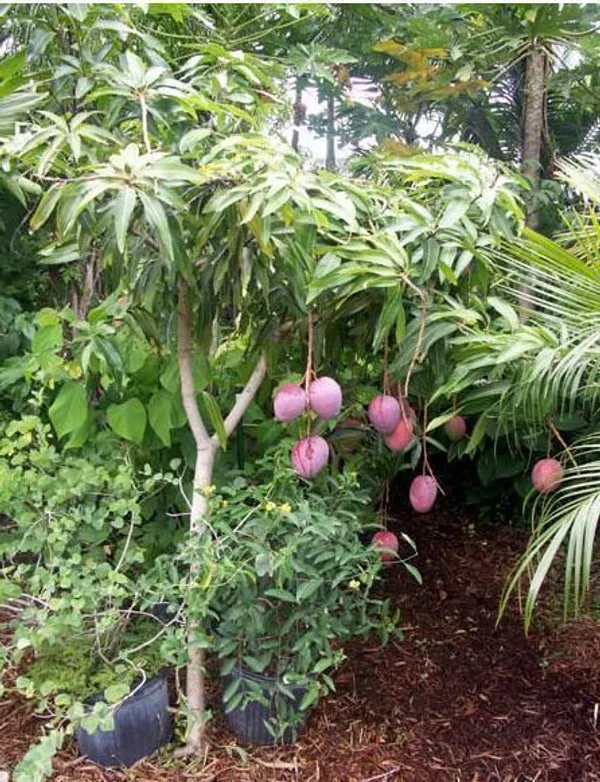 Mango_Plant_(Hybrid,_Pack_of_1)