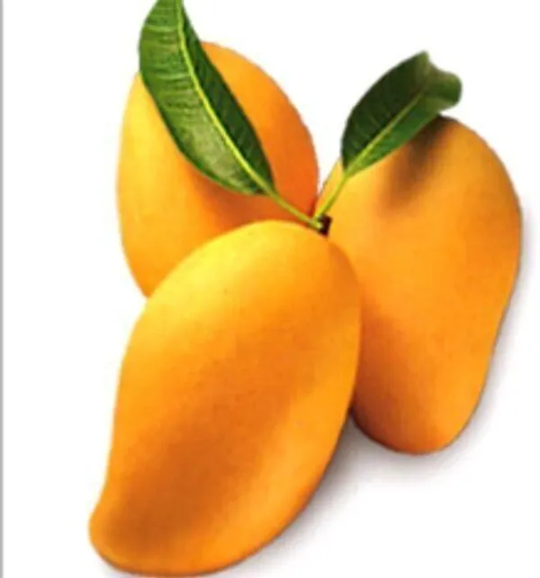 Mango_Plant_(Hybrid,_Pack_of_1)