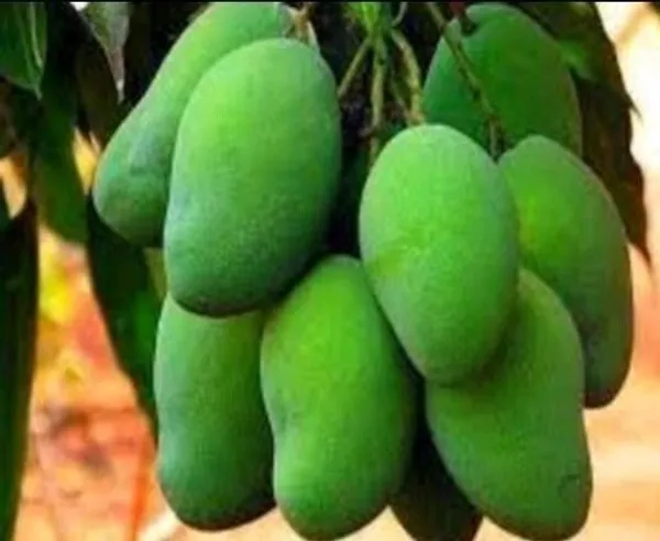 Mango_Plant_(Hybrid,_Pack_of_1)
