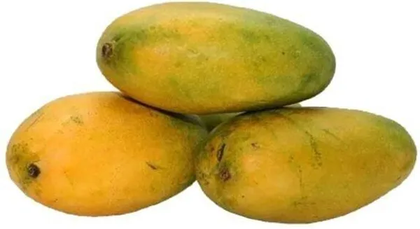 Mango_Plant_(Hybrid,_Pack_of_1)