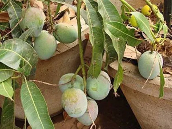 Mango_Plant_(Hybrid,_Pack_of_1)