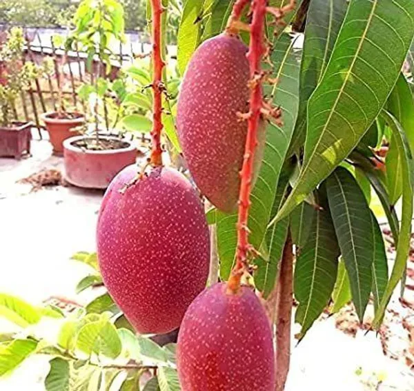 Mango_Plant_(Hybrid,_Pack_of_1)