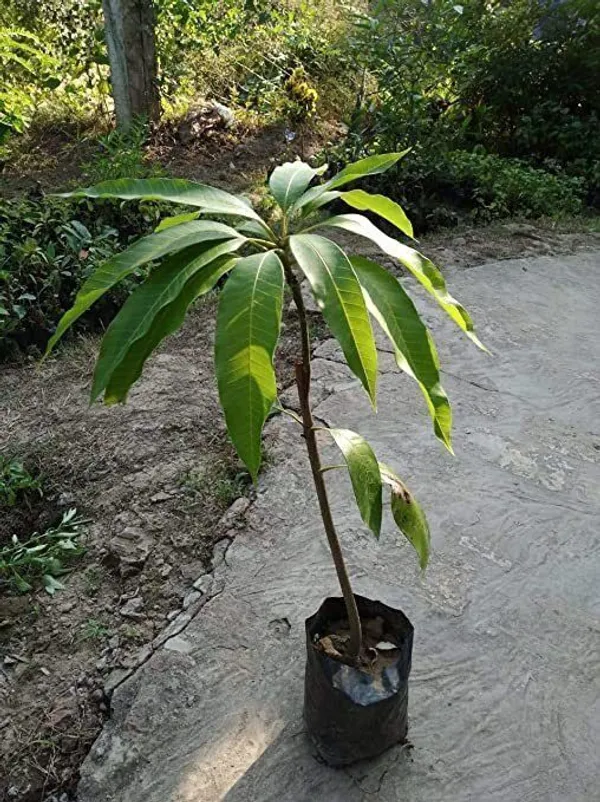 Mango_Plant_(Hybrid,_Pack_of_1)