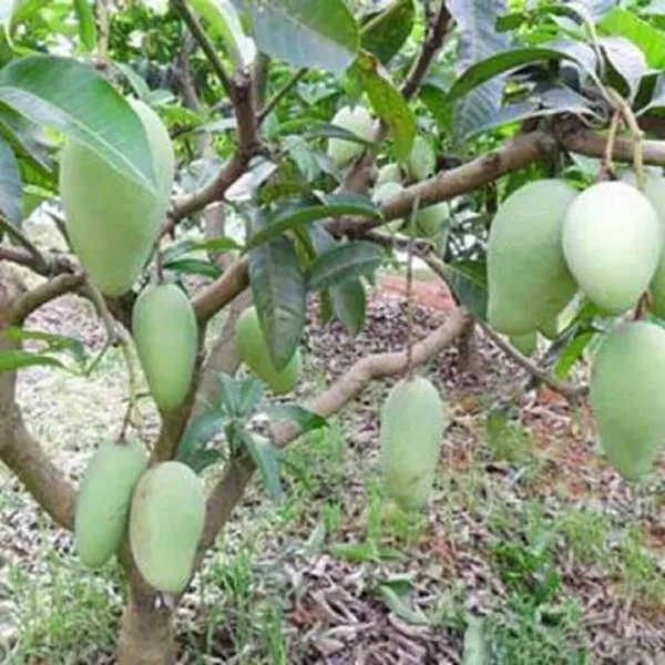 Mango_Plant_(Hybrid,_Pack_of_1)