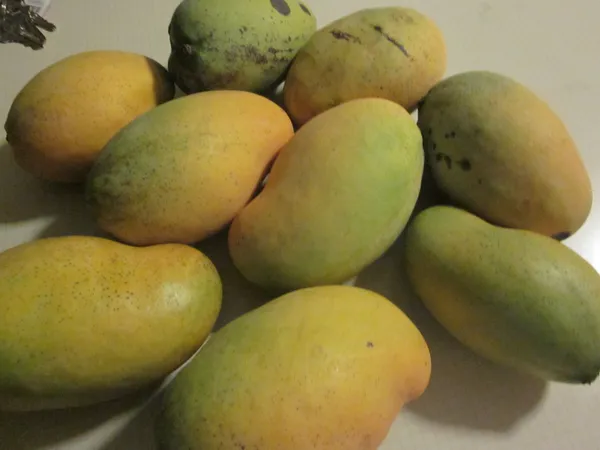Mango_Plant_(Hybrid,_Pack_of_1)