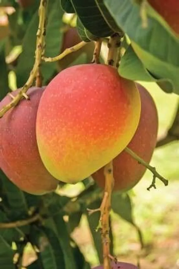 Mango_Plant_(Hybrid,_Pack_of_1)