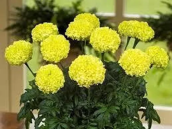 Marigold_Plant_(Hybrid,_Pack_of_1)